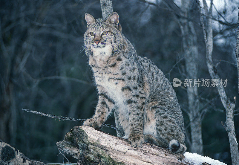 山猫(Lynx rufus)，也被称为红山猫，是一种中型猫，原产于北美。它的分布范围从加拿大南部到美国大部分地区，再到墨西哥的瓦哈卡州。蒙大拿东冰川。